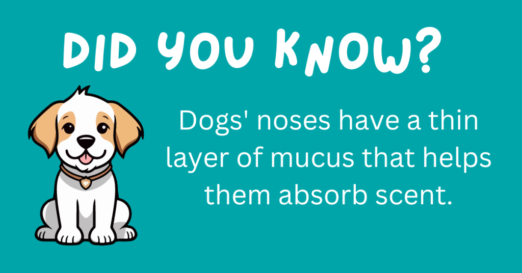 Attention, dog enthusiasts! 🐾 Uncover some amazing facts about our beloved canine companions. From quirky habits to surprising traits, these 15 fun dog facts will make you appreciate your furry friend even more. 🐾🐶 Ready for a tail-wagging adventure? #Dogs #Trivia

