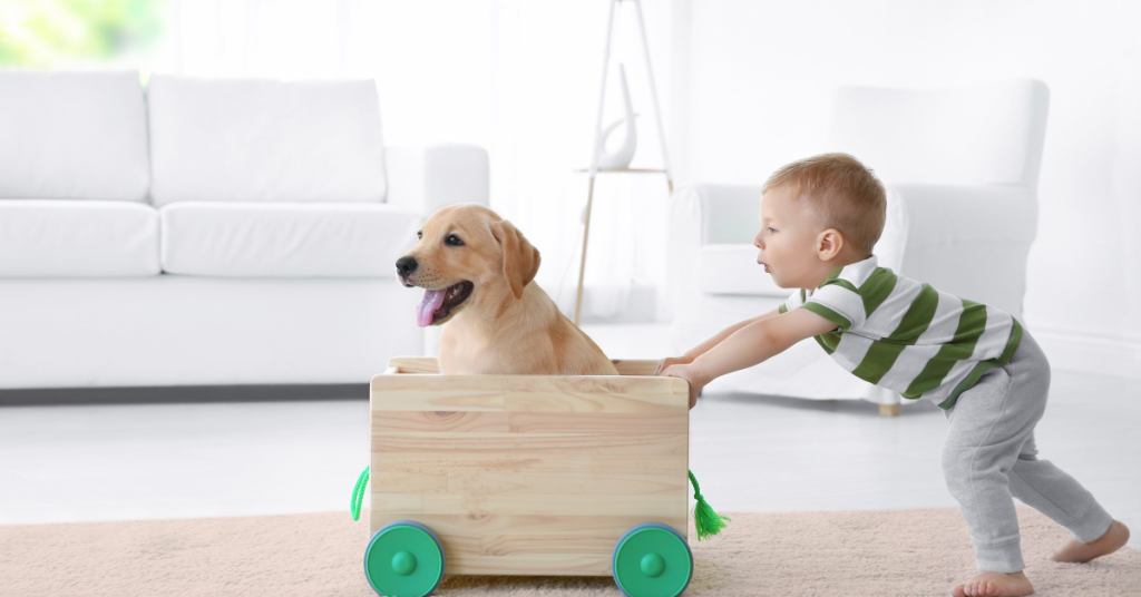 Looking for a loyal companion for your kids? Check out our list of the best dog breeds that are perfect for families with young children. These furry friends are ready for fun and cuddles! 🐾👶👧 #BestDogBreeds #FamilyPet

