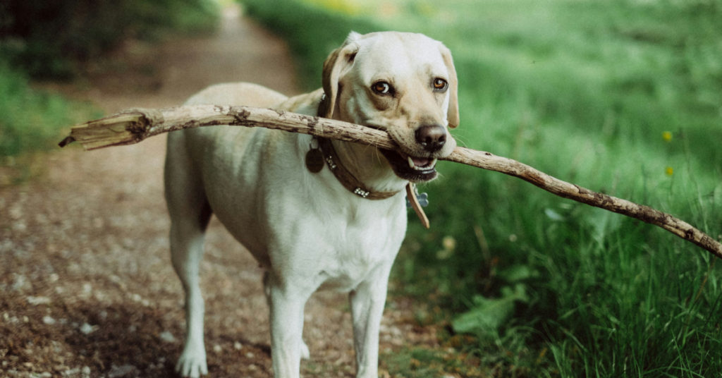 Think twice before throwing sticks! 🐾 Learn why pet-friendly toys are a safer choice for your pup.