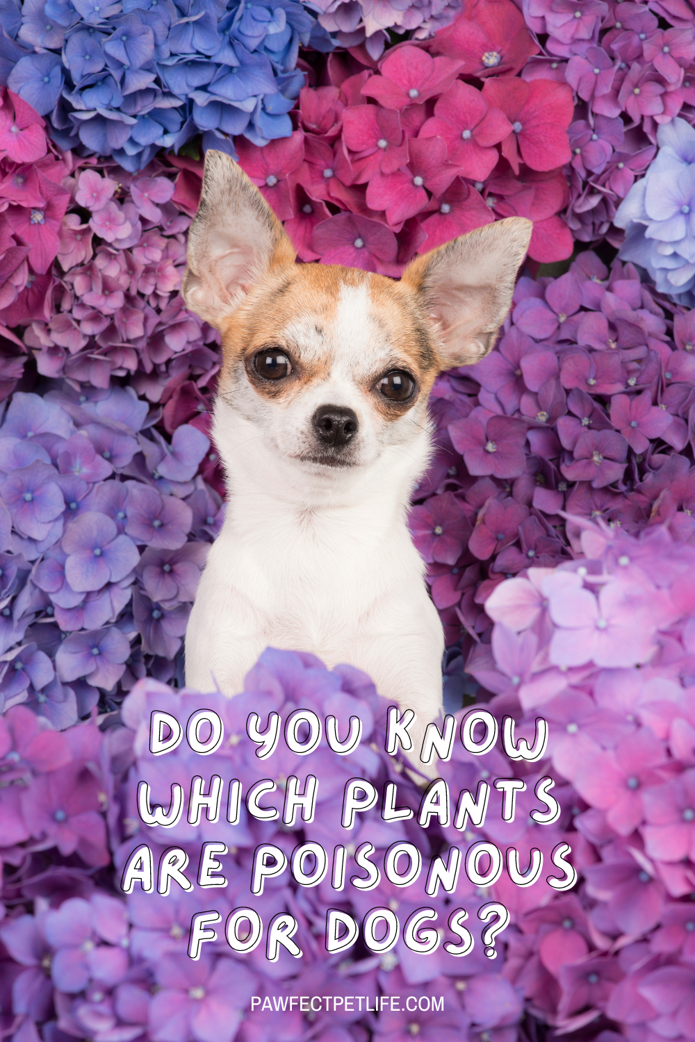 🌿🐾 Keep your dog safe from poisonous plants! Whether you're a green-thumbed gardener or just love a few potted plants, some can be harmful to your furry friend. Learn how to spot and avoid potential dangers in your garden. 🚫🌸