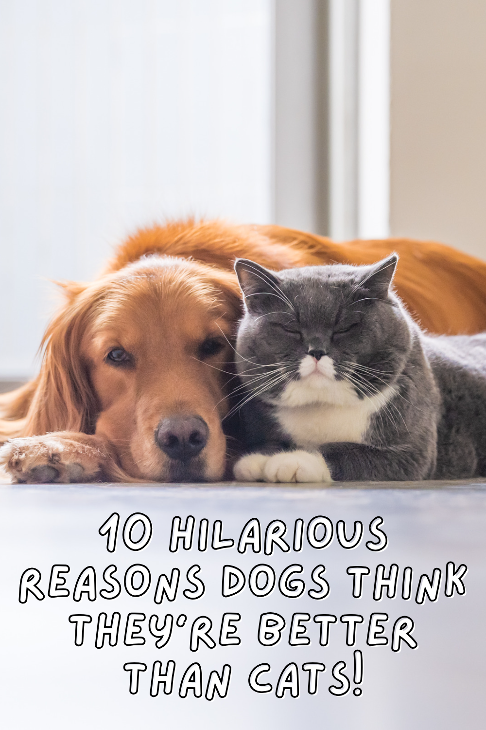 🐾 Ever wondered what dogs think about cats? Dive into these 10 hilarious reasons why dogs believe they’re the best! 🐶😂 Click to laugh out loud and share with your fellow pet lovers! 🐕✨ #DogHumor #PetLovers #FunnyPets
