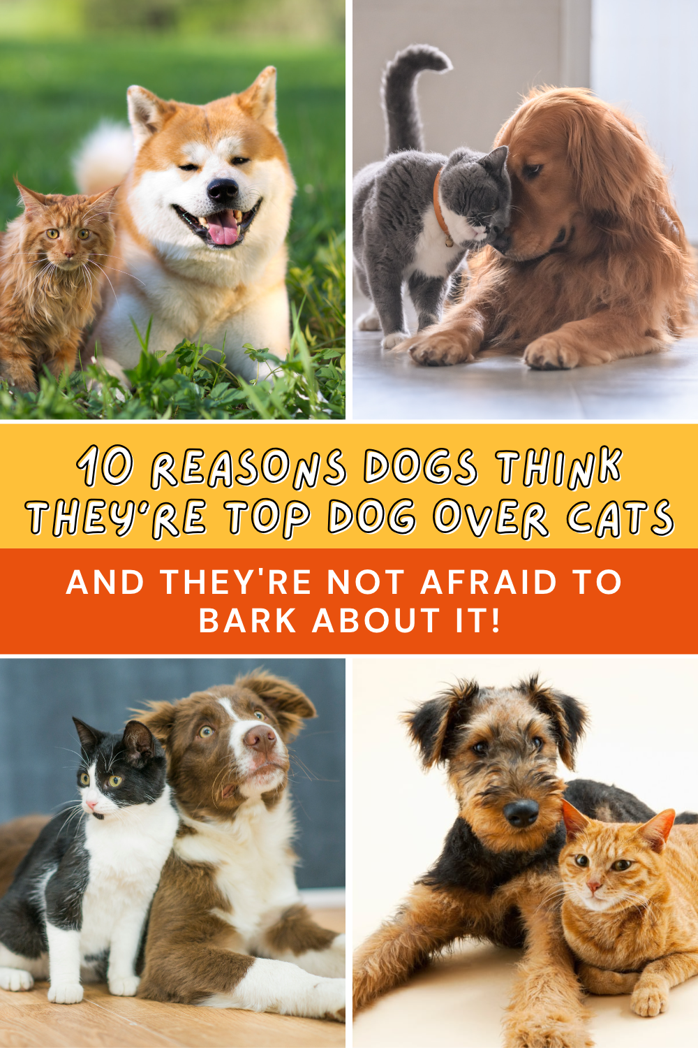 😂 From a dog's perspective, find out the top 10 reasons they think they’re superior to cats! 🐕🐈 Spoiler: it’s hilarious!  🐶✨ #DogLife #PetHumor #DogLovers
