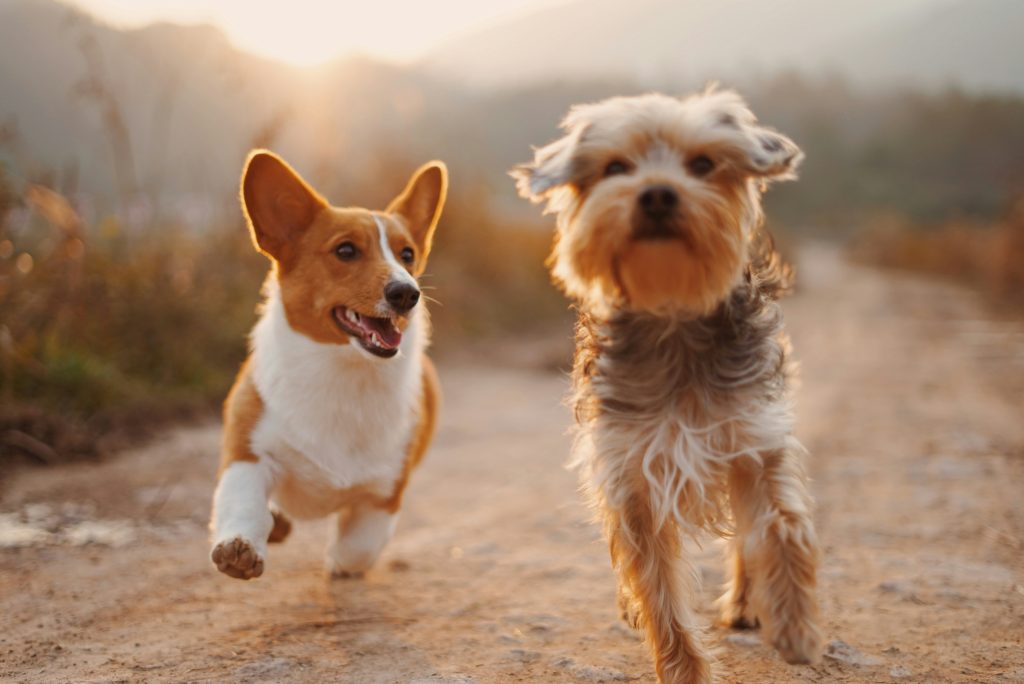 Ever wondered if doggy daycare is the right choice for your pup? 🐶🌟 From socialization to exercise, discover why so many pet parents are opting for daycare. Click to learn more!