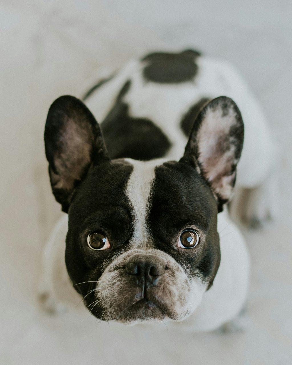 Want a happy and safe French Bulldog? Learn how to create the ideal environment for your furry friend. 🐶💕 Click to explore! 📖