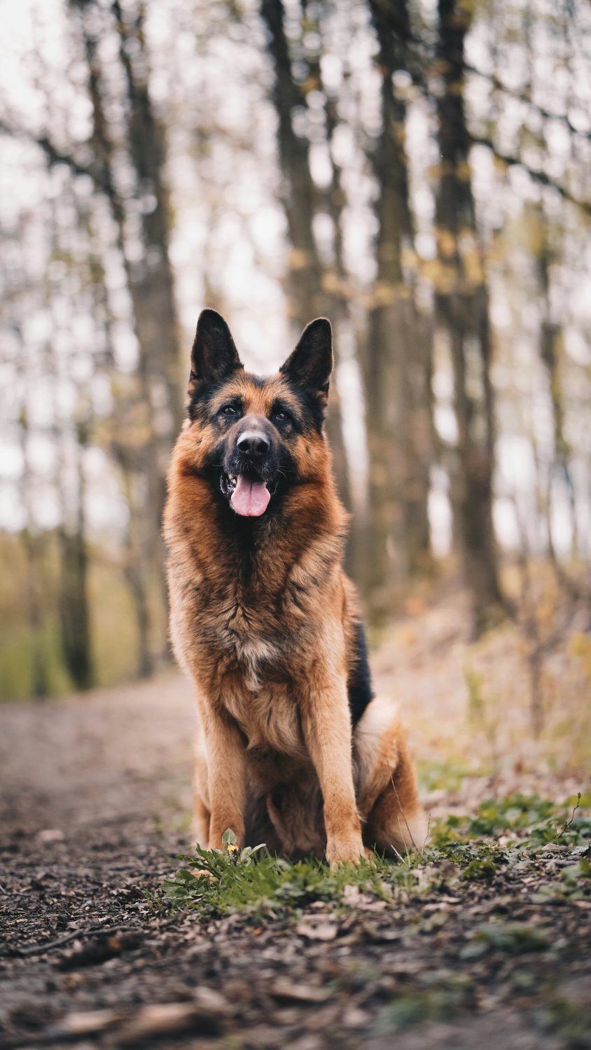 German Shepherds are intelligent, loyal, and versatile. They excel in various roles, from police work to service dogs, and their protective nature makes them excellent family companions.