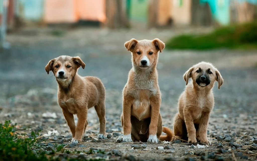 Ever wondered if doggy daycare is the right choice for your pup? 🐶🌟 From socialization to exercise, discover why so many pet parents are opting for daycare. Click to learn more!