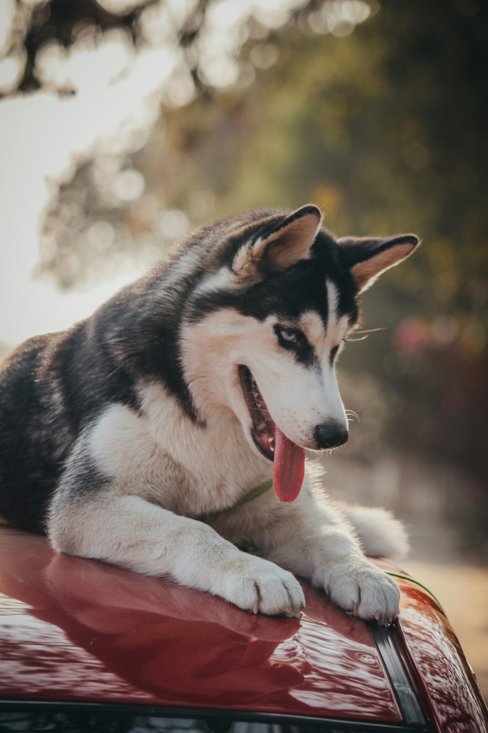 Photo by Ayush Madikunt on Unsplash -  With their striking looks and friendly nature, Siberian Huskies are hard to resist. They're social, playful, and full of personality, often making them the center of attention.