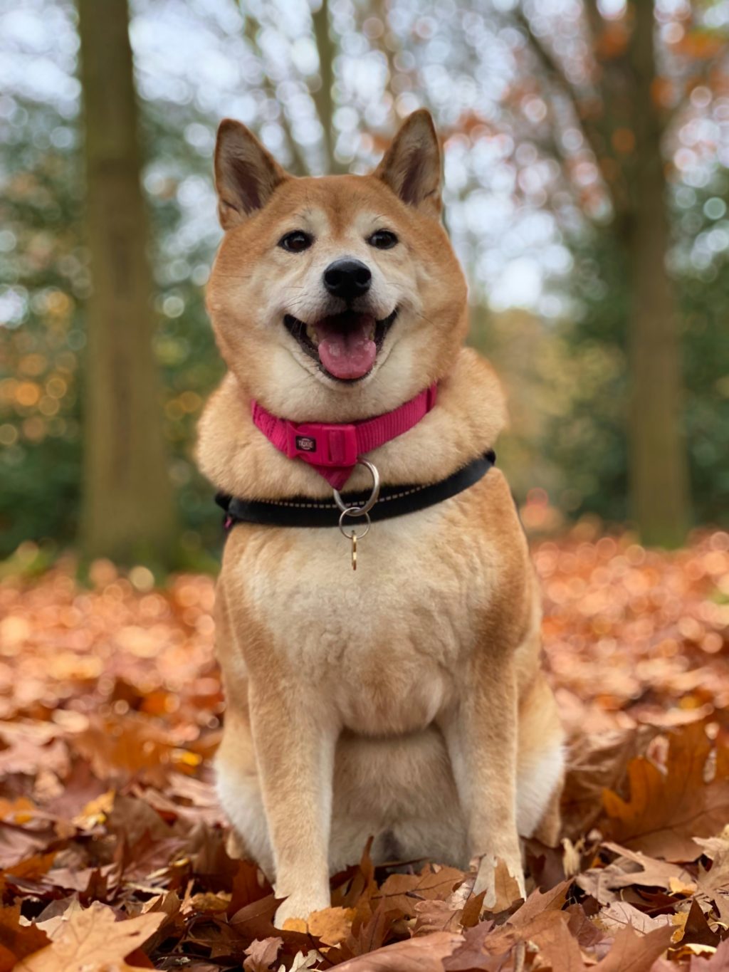 Akitas are known for their loyalty and bravery, often forming deep bonds with their families. Their regal appearance and strong-willed nature can be very attractive traits.