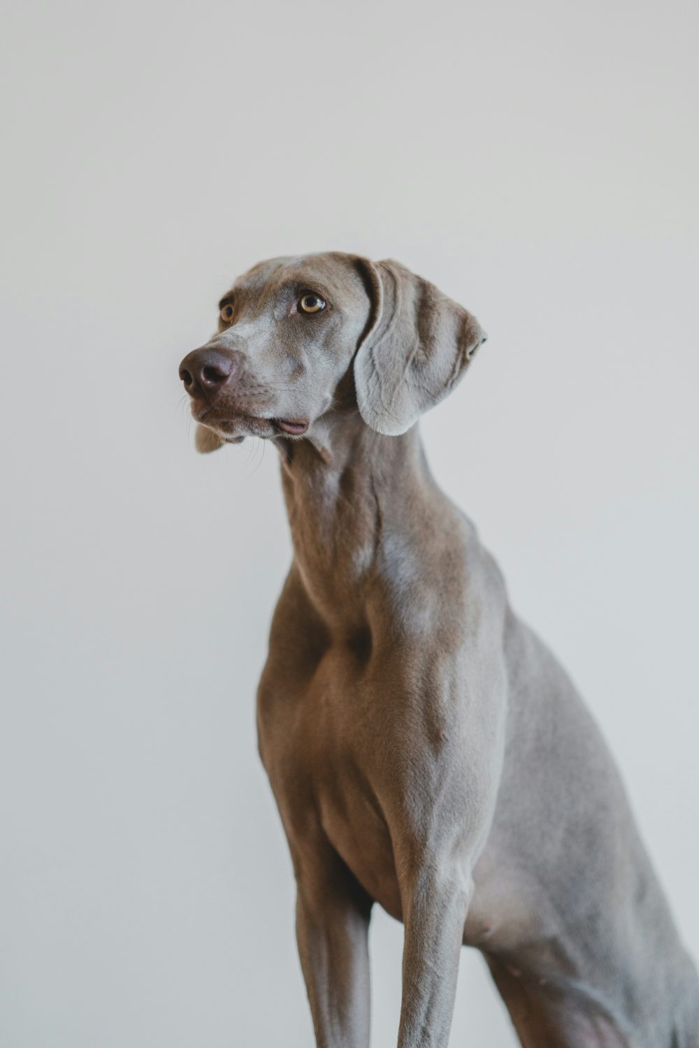 Weimaraners are sleek, elegant, and full of energy. Their affectionate and playful nature makes them wonderful companions for active families.