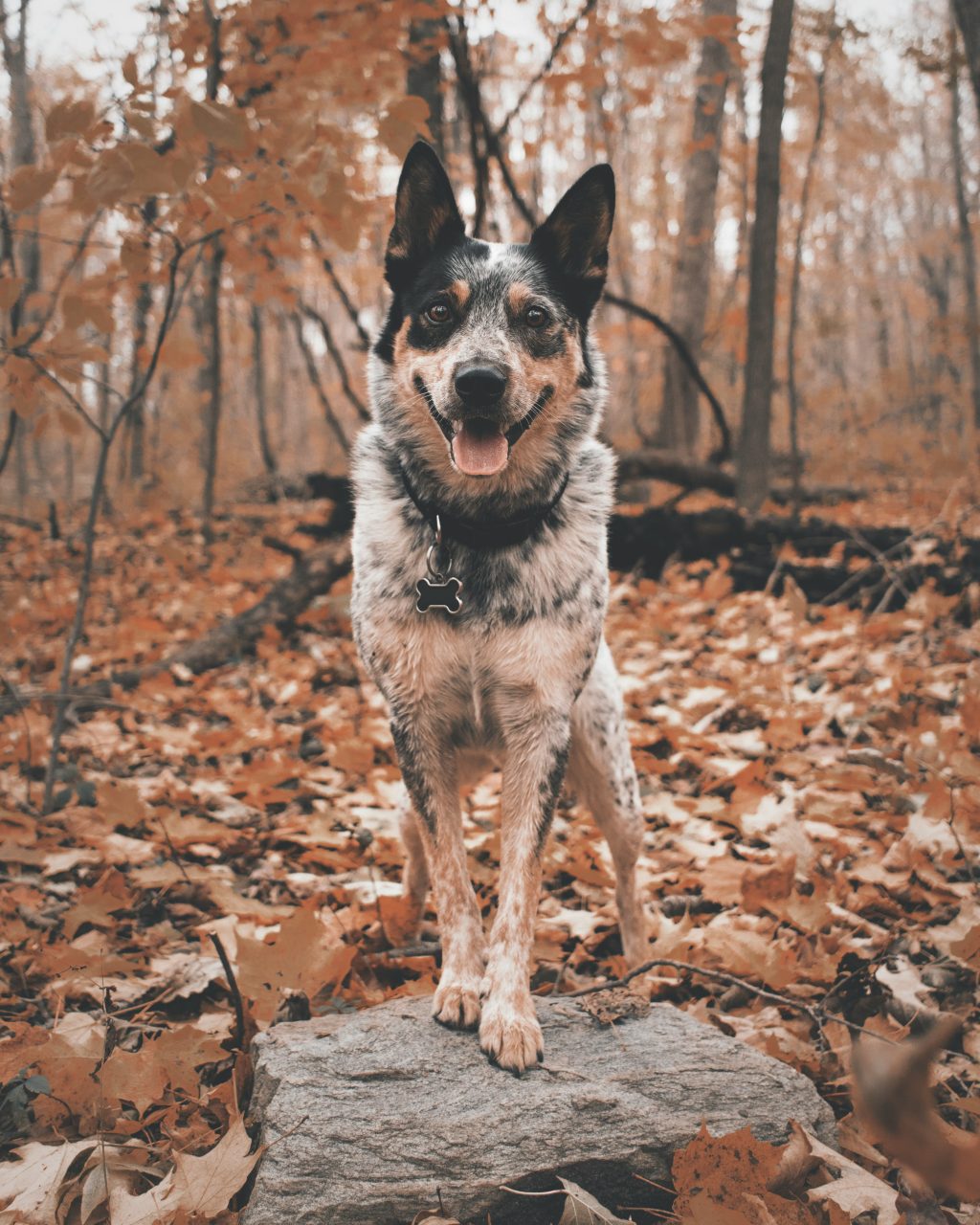 These dogs are energetic, intelligent, and highly trainable, often excelling in dog sports and herding. Their playful nature can be a great match for active families.