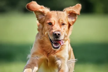 Is your dog acting out or just plain bored? 😵‍💫 These 10 telltale signs reveal if your pup’s brain needs a workout—plus fun ways to keep them mentally sharp and happy! 🧩🐾 #SmartDog #DogEnrichment
