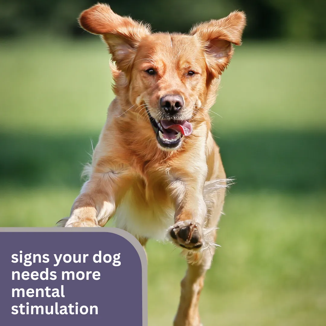 Is your dog acting out or just plain bored? 😵‍💫 These 10 telltale signs reveal if your pup’s brain needs a workout—plus fun ways to keep them mentally sharp and happy! 🧩🐾 #SmartDog #DogEnrichment