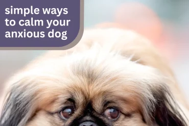 Noticing signs of stress in your pup? 😟 Whether it’s loud noises or new places, anxiety can hit hard. Learn gentle, effective ways to comfort your dog and build their confidence 🐾💕 #DogAnxiety #PetCareTips