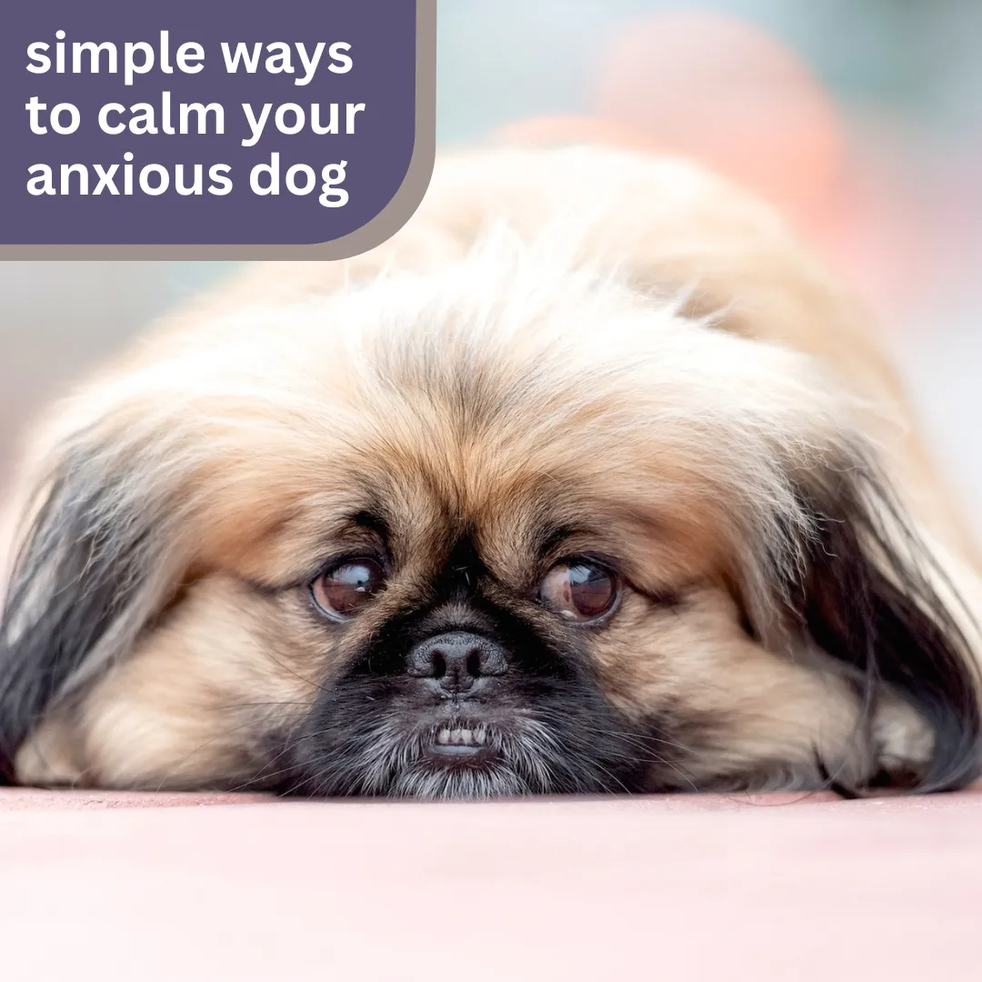 Noticing signs of stress in your pup? 😟 Whether it’s loud noises or new places, anxiety can hit hard. Learn gentle, effective ways to comfort your dog and build their confidence 🐾💕 #DogAnxiety #PetCareTips