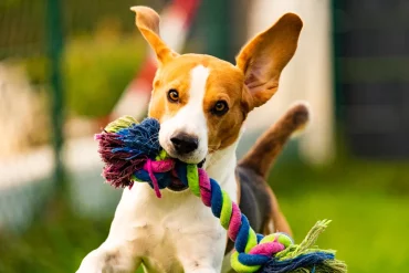 Got a dog that turns into a whirlwind of energy? 🌀 Learn calming tricks and training hacks to help your pup chill out and stay focused—even during the most exciting moments! 🐶 #DogCalmingTips #PuppyTraining