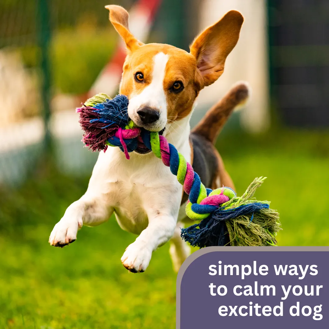 Got a dog that turns into a whirlwind of energy? 🌀 Learn calming tricks and training hacks to help your pup chill out and stay focused—even during the most exciting moments! 🐶 #DogCalmingTips #PuppyTraining