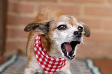Tired of your pup barking at every passerby? 🙉 Try these simple, vet-approved tips to calm the chaos and train your dog to stay cool and quiet around strangers! 🐾 #DogTraining #BarkingTips