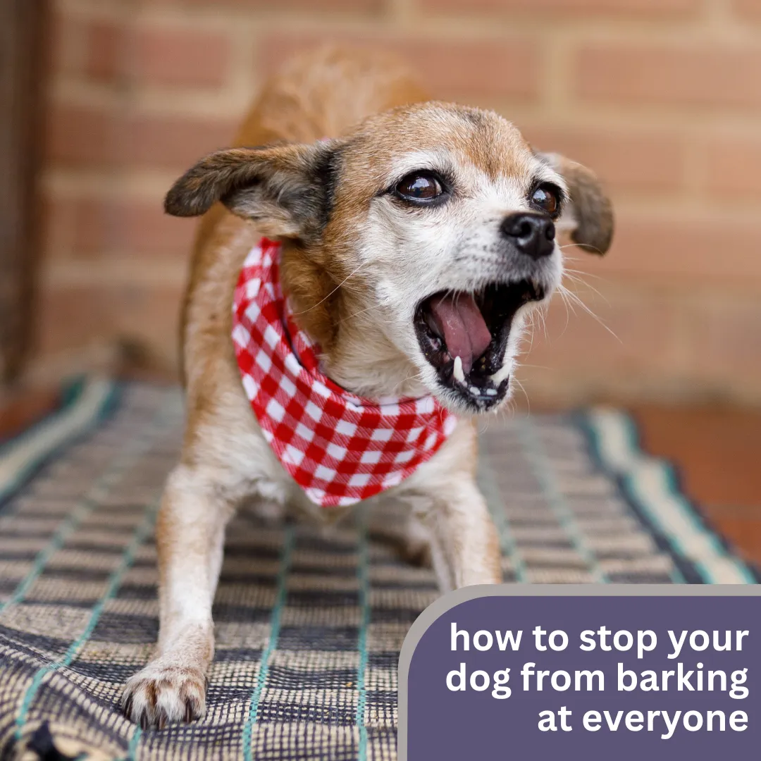 Tired of your pup barking at every passerby? 🙉 Try these simple, vet-approved tips to calm the chaos and train your dog to stay cool and quiet around strangers! 🐾 #DogTraining #BarkingTips