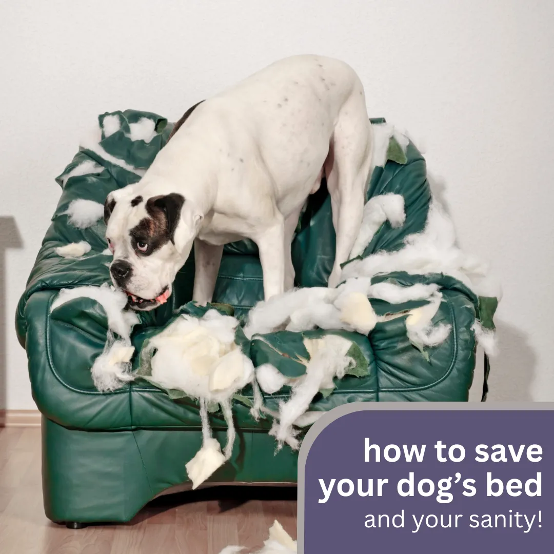 Tired of replacing shredded dog beds? 😤 Find out why your pup’s turning their bed into a chew toy—and get simple, effective fixes to save your sanity (and their bedding)! 🦴🛑 #DogTraining #ChewingFix