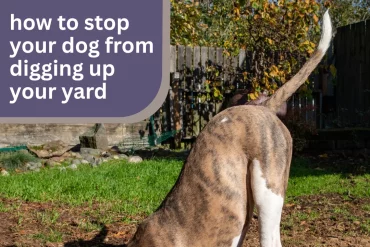Is your backyard starting to look like a minefield? 😅 Discover smart, dog-friendly ways to curb the digging habit—without killing their vibe. Tips that actually work! 🐕🪴 #DogTraining #StopDigging