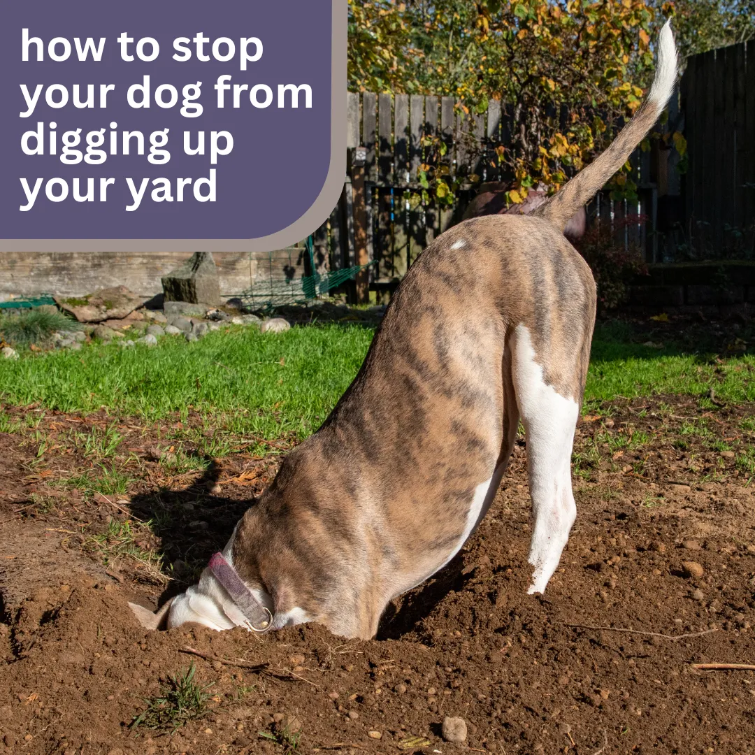 Is your backyard starting to look like a minefield? 😅 Discover smart, dog-friendly ways to curb the digging habit—without killing their vibe. Tips that actually work! 🐕🪴 #DogTraining #StopDigging