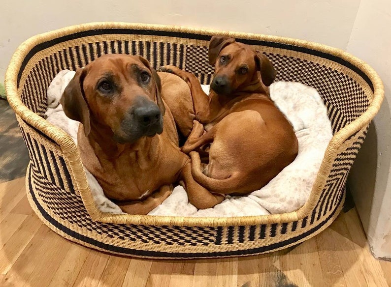 Struggling to find a stylish and comfy bed for your dog? 🐶 We've got you covered with the best dog beds, including ones you can personalize! 🎨🛌 Read more in our latest post! 👉