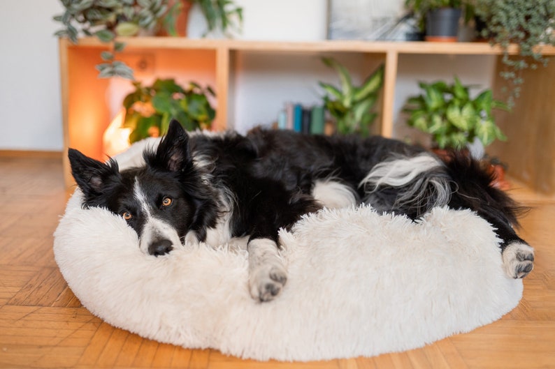 Struggling to find a stylish and comfy bed for your dog? 🐶 We've got you covered with the best dog beds, including ones you can personalize! 🎨🛌