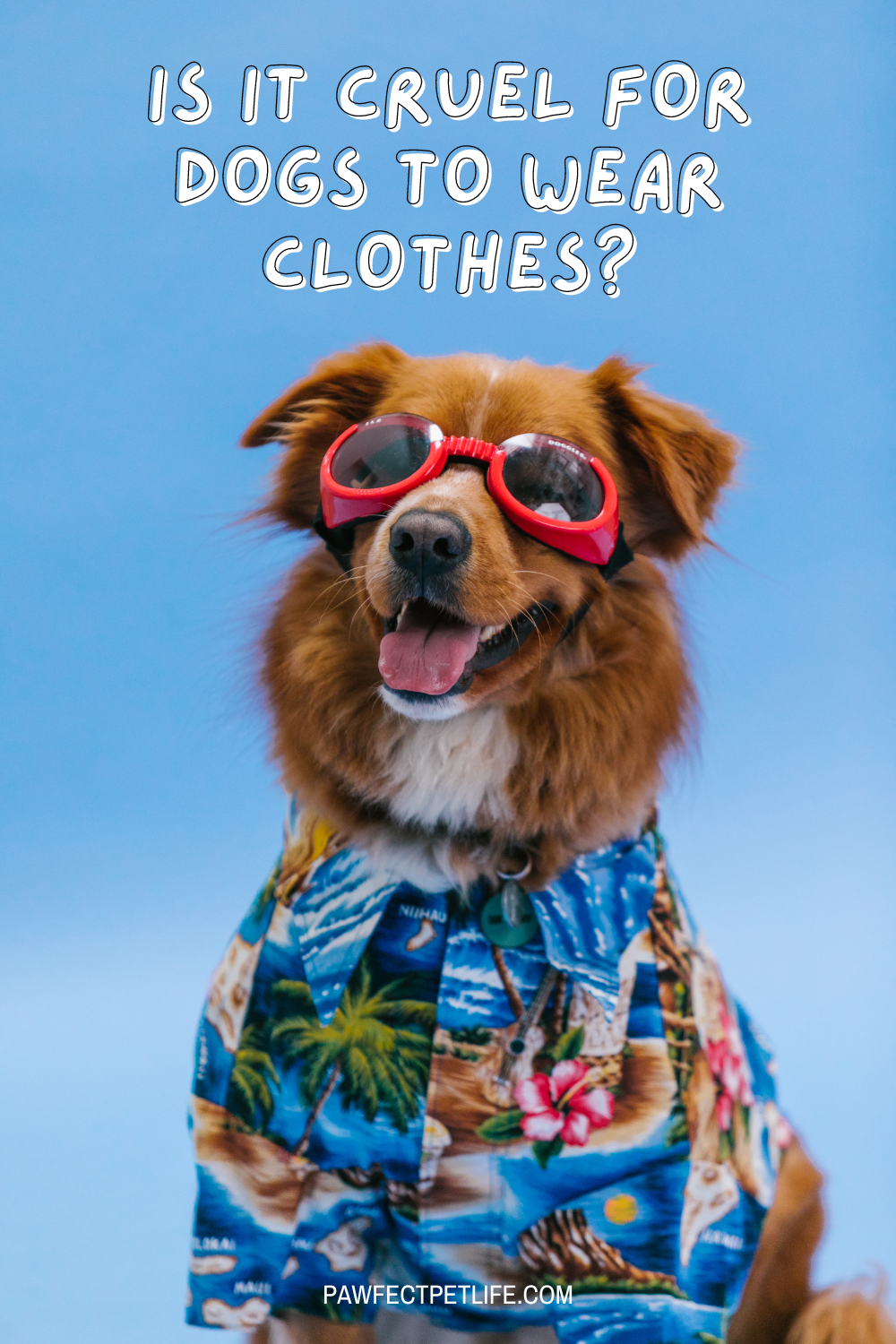 Ever seen a dog in a cute outfit and wondered, "Is that okay?" 🐾 Explore the debate on doggy fashion, from stylish sweaters to quirky costumes. Find out when it's perfectly fine and when it might be crossing the line into cruelty. #DogFashion #PetCare

