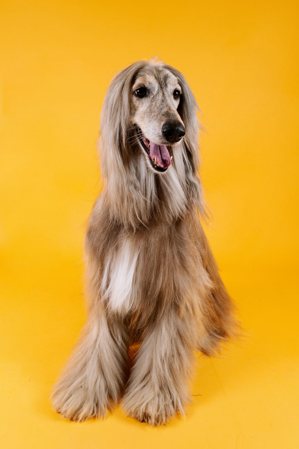 The Afghan Hound is the supermodel of the dog world, with their elegant appearance and flowing locks. Their aloof and aristocratic demeanor can make them quite charming.