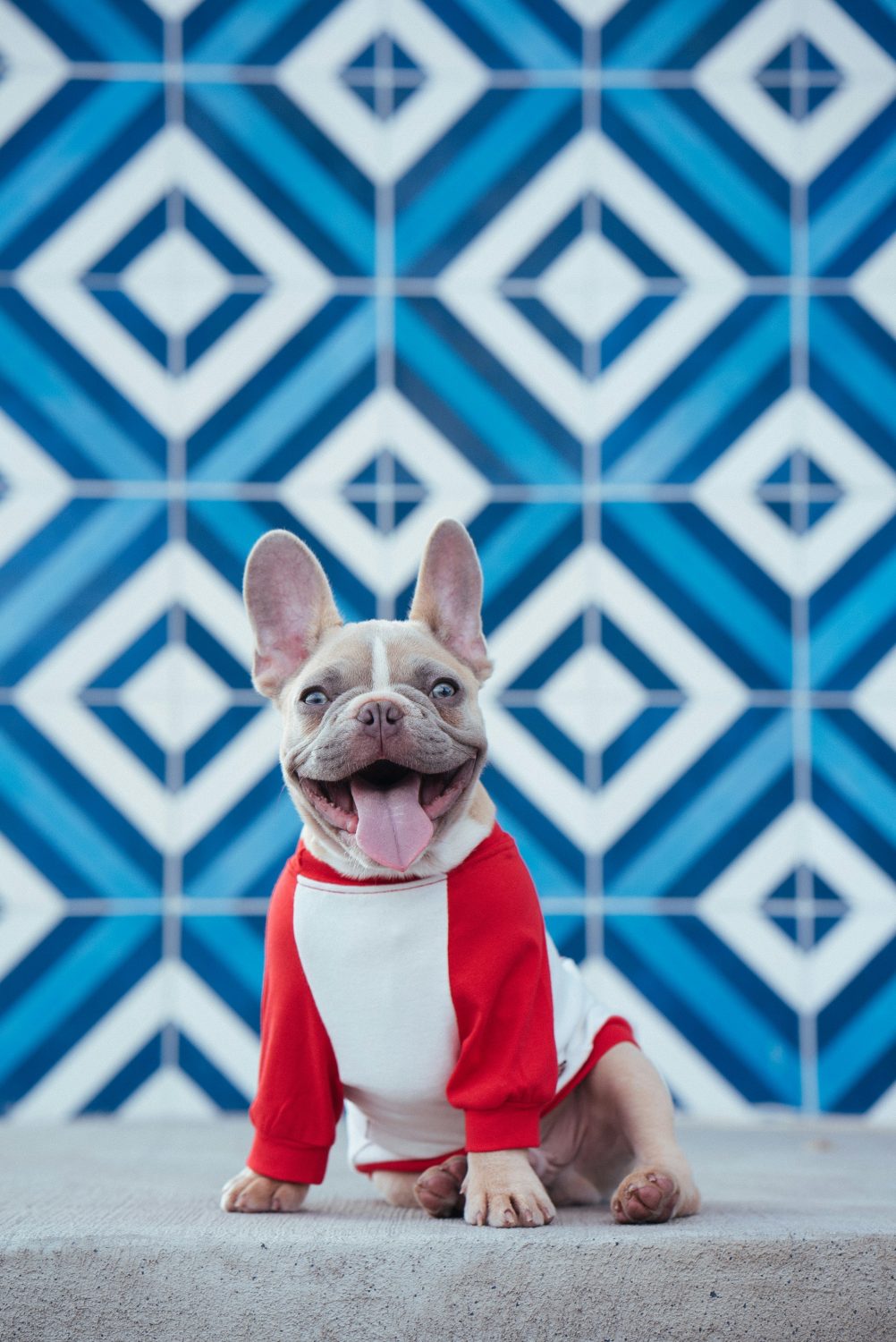 Learn how to design the perfect living space for your French Bulldog! Tips on safety, health, and happiness. 🏠💕 Click to dive in! 📖