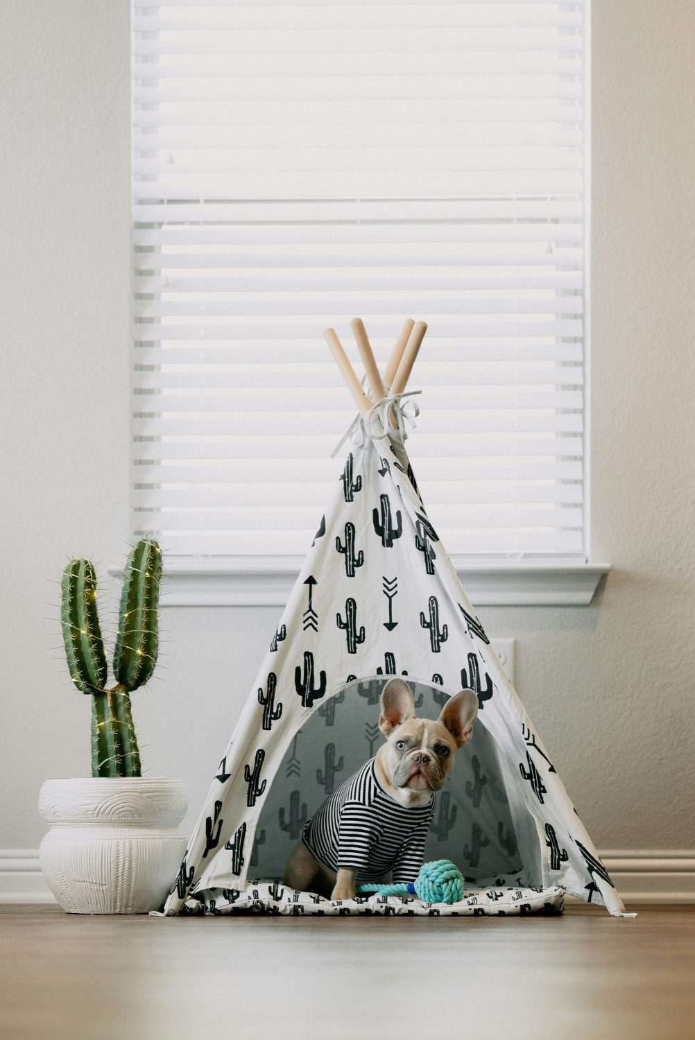 Transform your space into a French Bulldog paradise! Discover tips for safety, health, and happiness. 🏠❤️ Click to read the full guide! 👉

