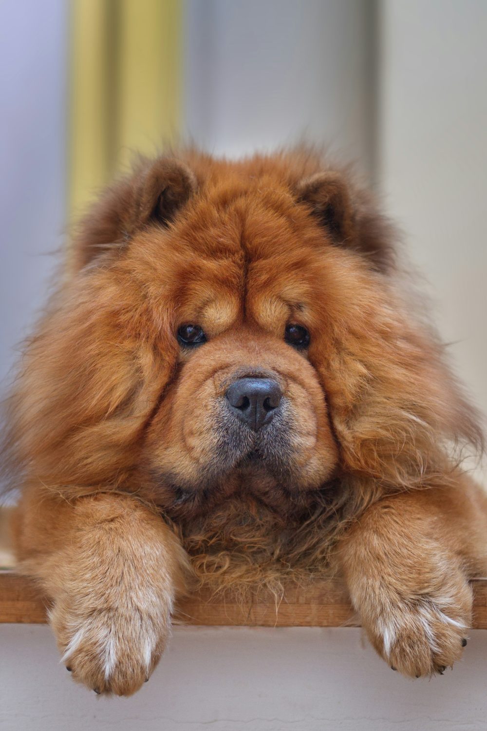 Fluffy and lion-like, the Chow Chow is an ancient breed that exudes dignity and aloofness. Their unique appearance and quiet nature can be quite appealing to many.