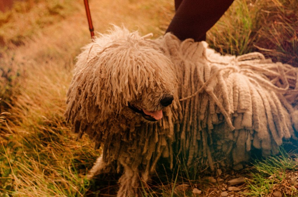 Komondors are the mop dogs of our dreams! With their distinctive corded coats, they look like they've stepped right out of a fairytale. They're fiercely loyal and protective, making them excellent guardians for the home.