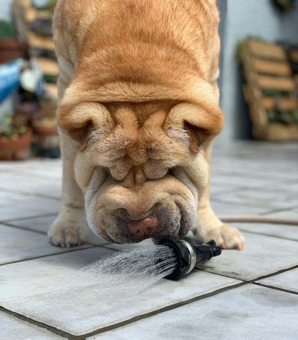 The Shar-Pei is like a walking wrinkle factory, and who can resist those unique, squishy faces? Their loyal and protective nature makes them excellent family pets, and they often form strong bonds with their humans.