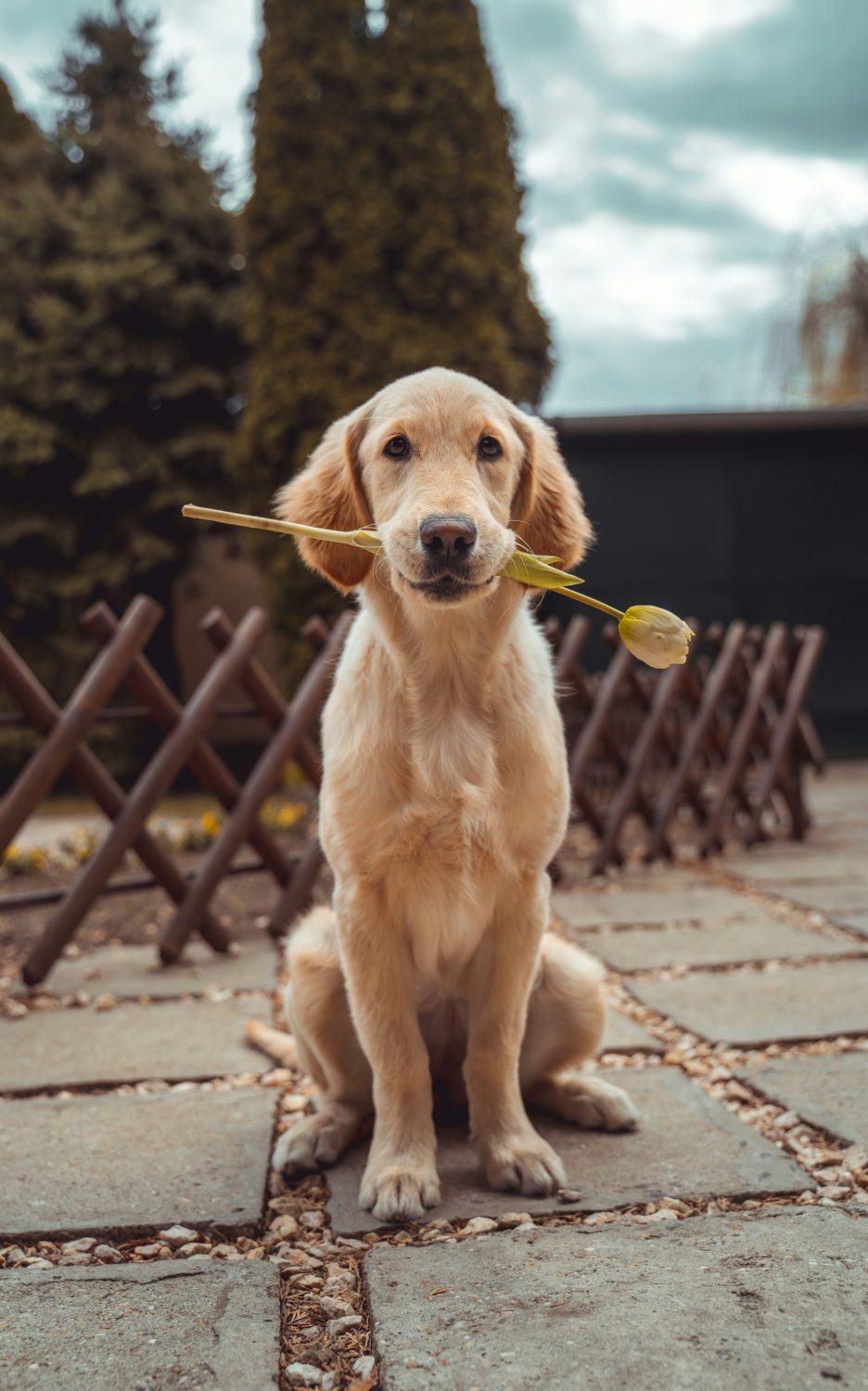 Ever wondered if doggy daycare is the right choice for your pup? 🐶🌟 From socialization to exercise, discover why so many pet parents are opting for daycare. Click to learn more!