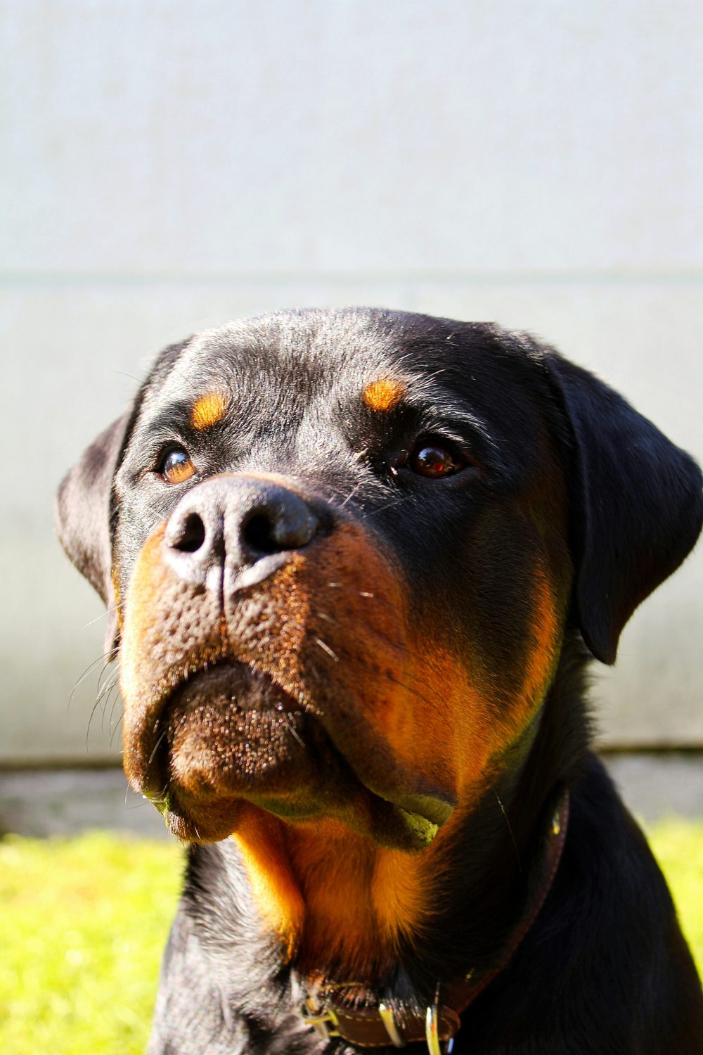 Rottweilers are strong, confident, and loyal, often making them excellent working dogs and protectors. Their affectionate nature towards their family can be incredibly rewarding.