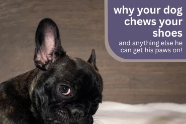 Is your dog barking non-stop and chewing like there’s no tomorrow? 😬 It could be boredom, anxiety, or something deeper. Discover the real reasons behind the behavior—and how to fix it fast! 🦴 #DogBehavior #PetTips