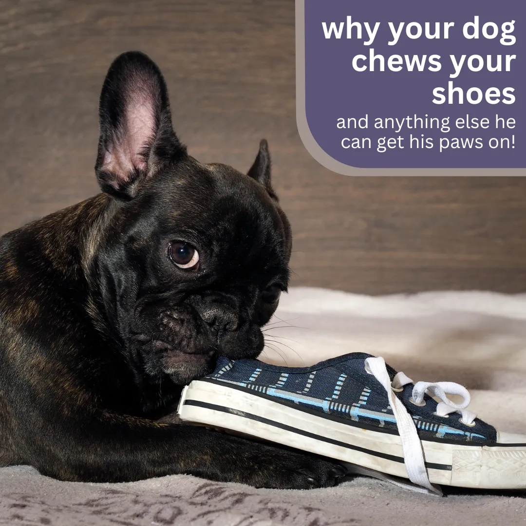 Is your dog barking non-stop and chewing like there’s no tomorrow? 😬 It could be boredom, anxiety, or something deeper. Discover the real reasons behind the behavior—and how to fix it fast! 🦴 #DogBehavior #PetTips